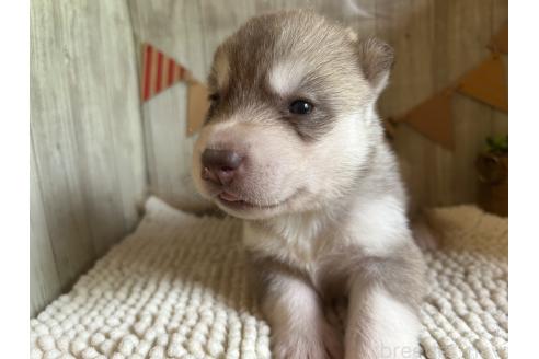 販売中の佐賀県のシベリアンハスキー-391384の5枚目