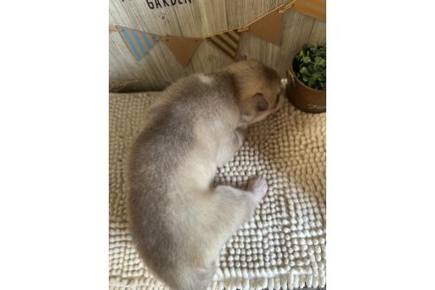 販売中の佐賀県のシベリアンハスキー-391384の2枚目
