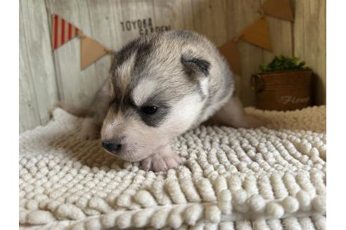 商談中の佐賀県のシベリアンハスキー-391388の5枚目