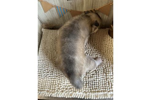 商談中の佐賀県のシベリアンハスキー-391388の2枚目