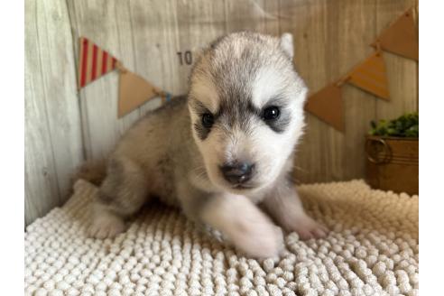販売中の佐賀県のミックス犬-391389の4枚目