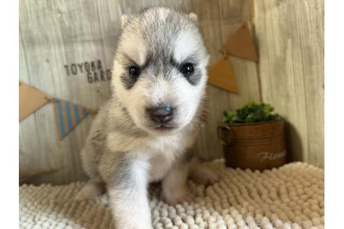 販売中の佐賀県のミックス犬-391389の3枚目