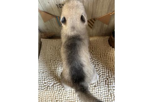 販売中の佐賀県のミックス犬-391389の2枚目