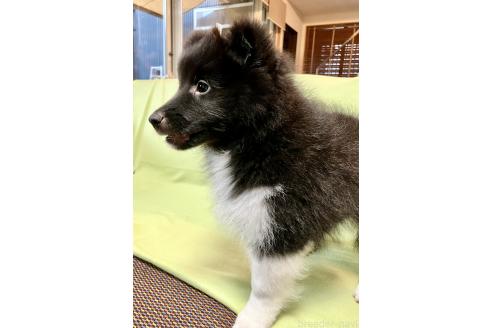 販売中の茨城県のシェットランドシープドッグ(シェルティ)-390875の4枚目