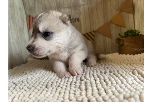 販売中の佐賀県のミックス犬-391392の5枚目
