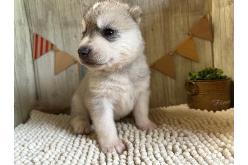 販売中の佐賀県のミックス犬-391392の4枚目