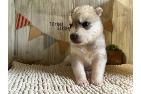 販売中の佐賀県のミックス犬-391392の3枚目