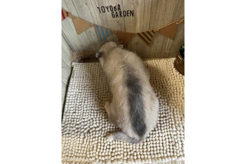 販売中の佐賀県のミックス犬-391392の2枚目