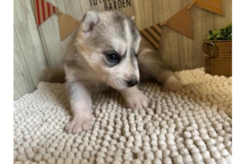 販売中の佐賀県のミックス犬-391393の5枚目