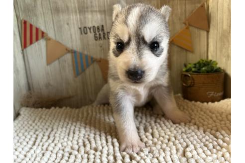 販売中の佐賀県のミックス犬-391393の3枚目
