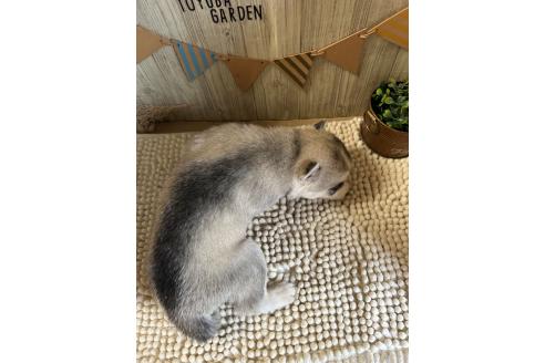 販売中の佐賀県のミックス犬-391393の2枚目