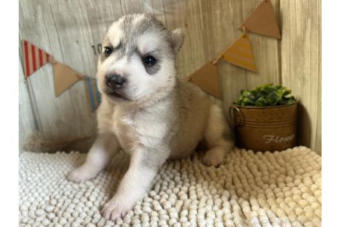 販売中の佐賀県のミックス犬-391395の4枚目