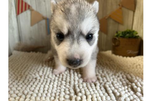 販売中の佐賀県のミックス犬-391395の3枚目
