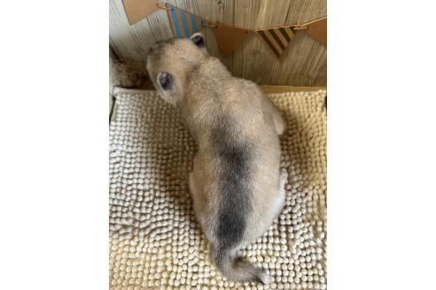 販売中の佐賀県のミックス犬-391395の2枚目