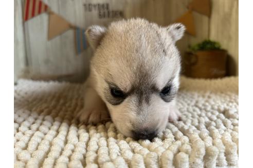 販売中の佐賀県のミックス犬-391396の5枚目