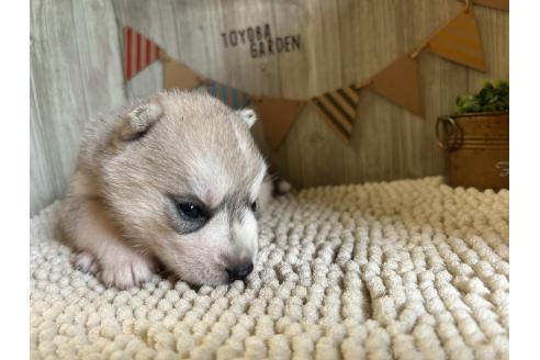 販売中の佐賀県のミックス犬-391396の4枚目
