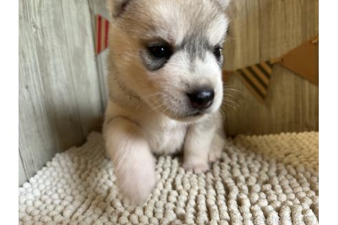 販売中の佐賀県のミックス犬-391396の3枚目