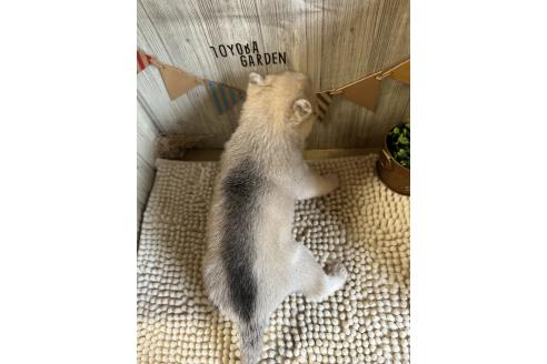 販売中の佐賀県のミックス犬-391396の2枚目
