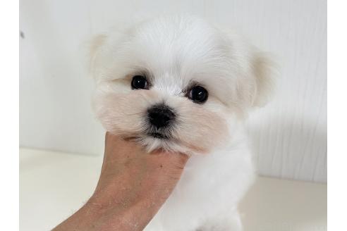 販売中の富山県のマルチーズ-381363の2枚目