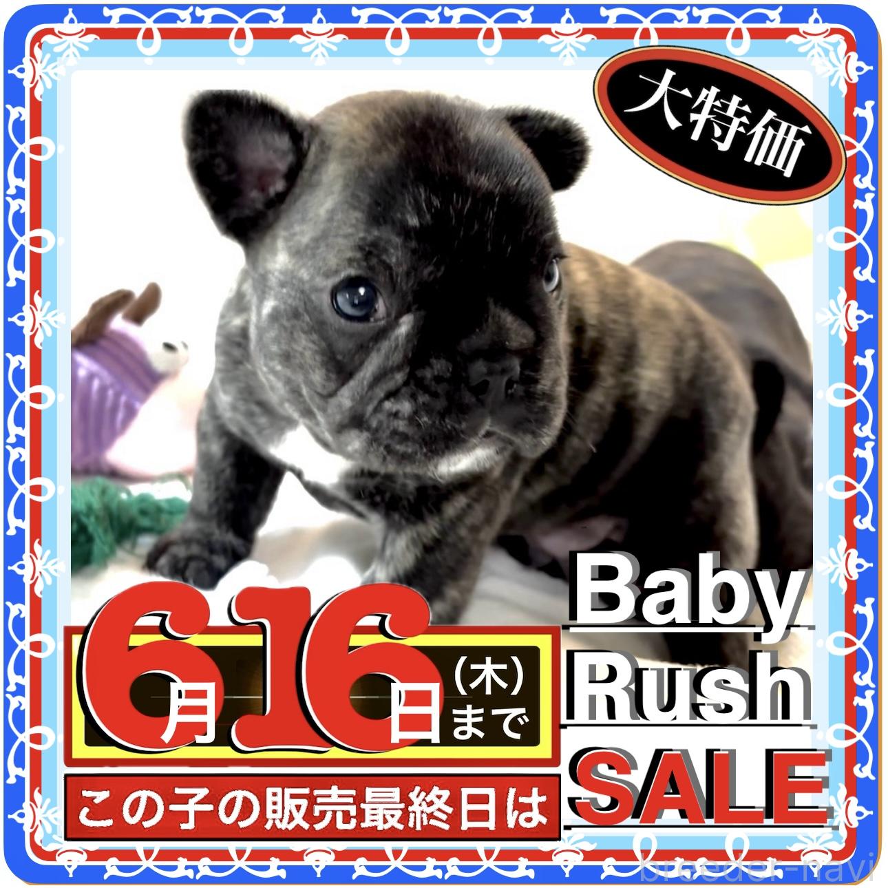 販売中の大阪府のフレンチブルドッグ-390463