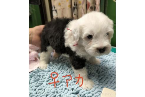 販売中の香川県のオールドイングリッシュシープドッグ-391407の3枚目