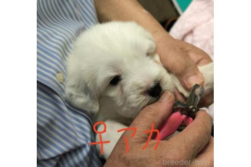 販売中の香川県のオールドイングリッシュシープドッグ-391407の2枚目