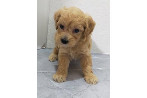 販売中の宮崎県のマルプー:マルチーズ×トイプードル-391125