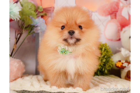 販売中の神奈川県のポメラニアン-391324の8枚目