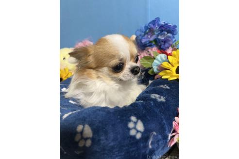 タイショウくん1枚目