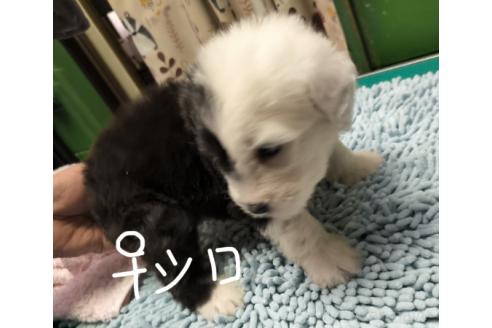 成約済の香川県のオールドイングリッシュシープドッグ-391408の4枚目