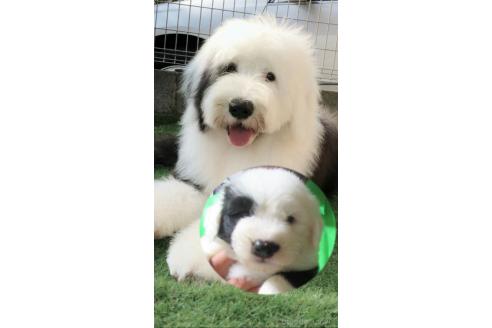 成約済の香川県のオールドイングリッシュシープドッグ-391408の2枚目