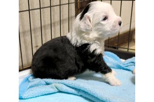 販売中の香川県のオールドイングリッシュシープドッグ-391404の2枚目