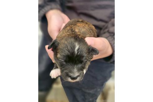 販売中の長野県のチワプー:チワワ×トイプードル-391419の2枚目