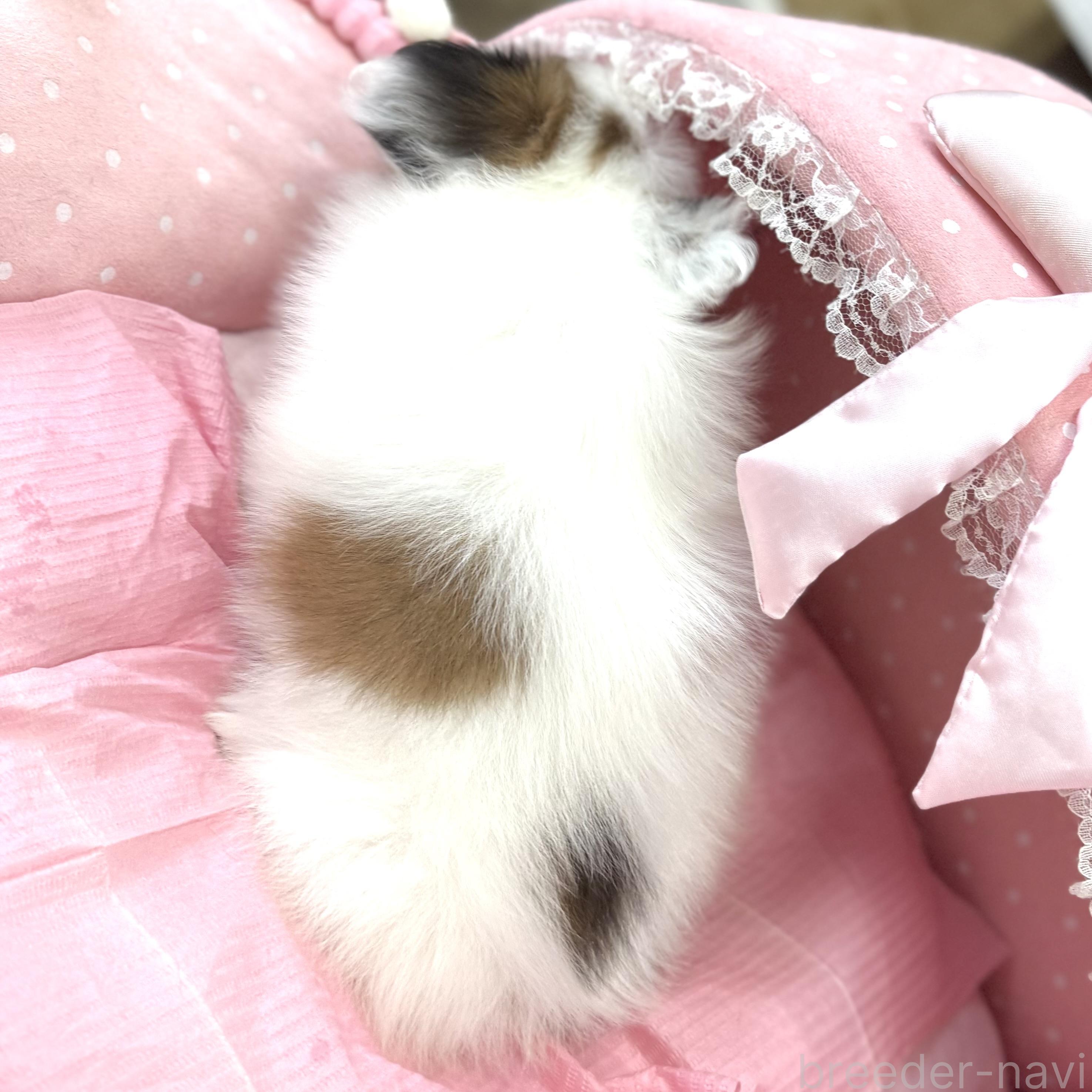 販売中の大阪府のパピヨン-391421の8枚目