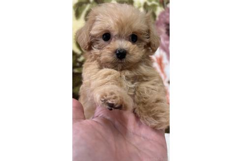 販売中の鹿児島県のミックス犬-391426の1枚目