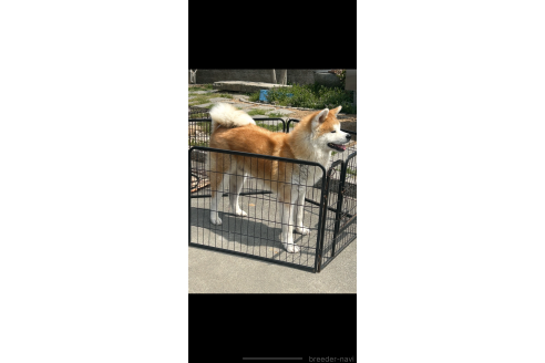 販売中の香川県の秋田犬-391434の4枚目