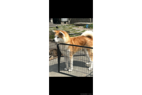 販売中の香川県の秋田犬-391434の3枚目