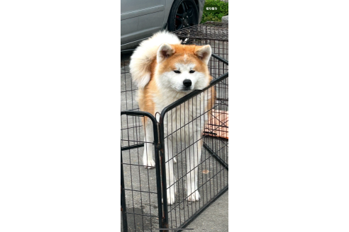 販売中の香川県の秋田犬-391434の2枚目