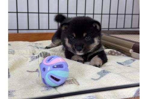 販売中の岡山県の豆柴-391438の4枚目