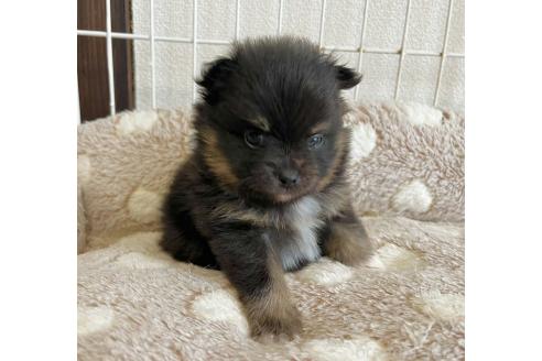 販売中の長崎県のポメラニアン-391444の5枚目