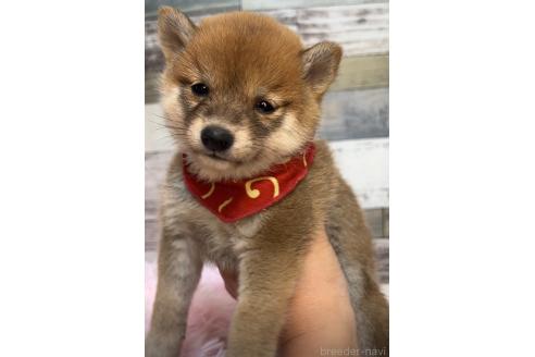 販売中の茨城県の豆柴-391447の5枚目