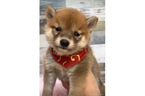 販売中の茨城県の豆柴-391447の3枚目