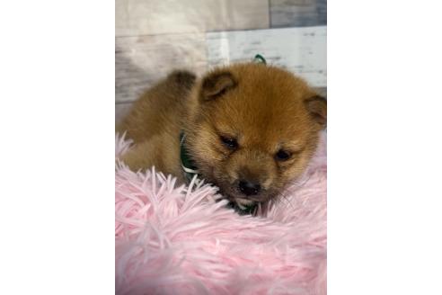 販売中の茨城県の豆柴-391448の2枚目