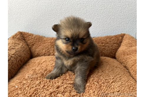 販売中の長崎県のポメラニアン-391449の4枚目