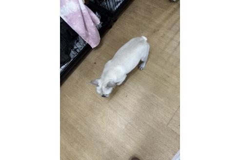 販売中の千葉県のフレンチブルドッグ-369739の2枚目