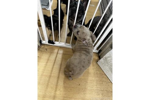 販売中の千葉県のアメリカンブリー-382124の5枚目