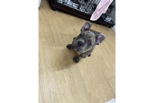 販売中の千葉県のアメリカンブリー-382294の4枚目