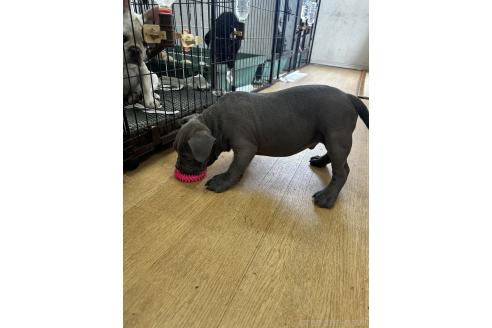 販売中の千葉県のアメリカンブリー-382126の3枚目