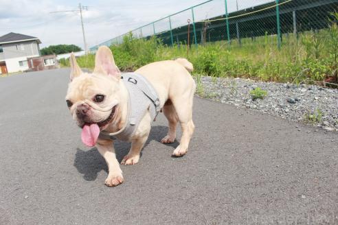 商談中の京都府のフレンチブルドッグ-391456の6枚目