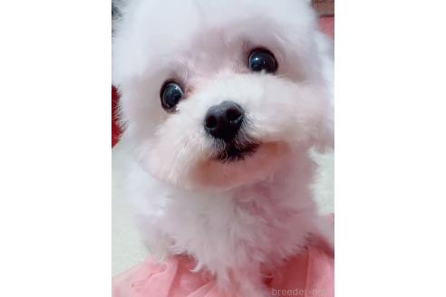 販売中の北海道のミックス犬-353148の3枚目